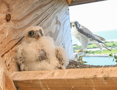 Peregrine Falcon Chick Hatched and Banded at MTA Bridges and Tunnels 