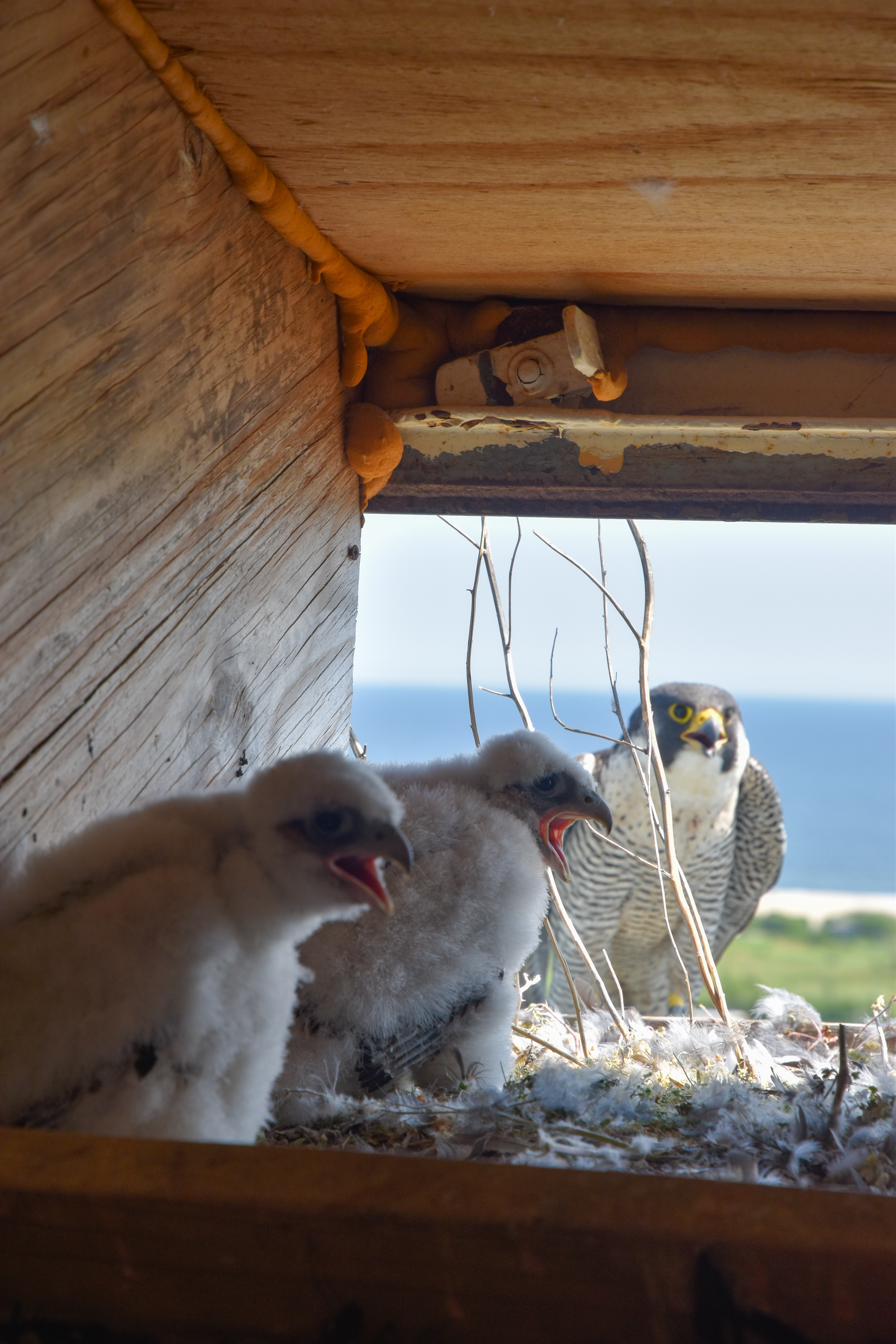 Falcon Chicks Hatch at Marine Parkway-Gil Hodges Memorial Bridge in May 2021
