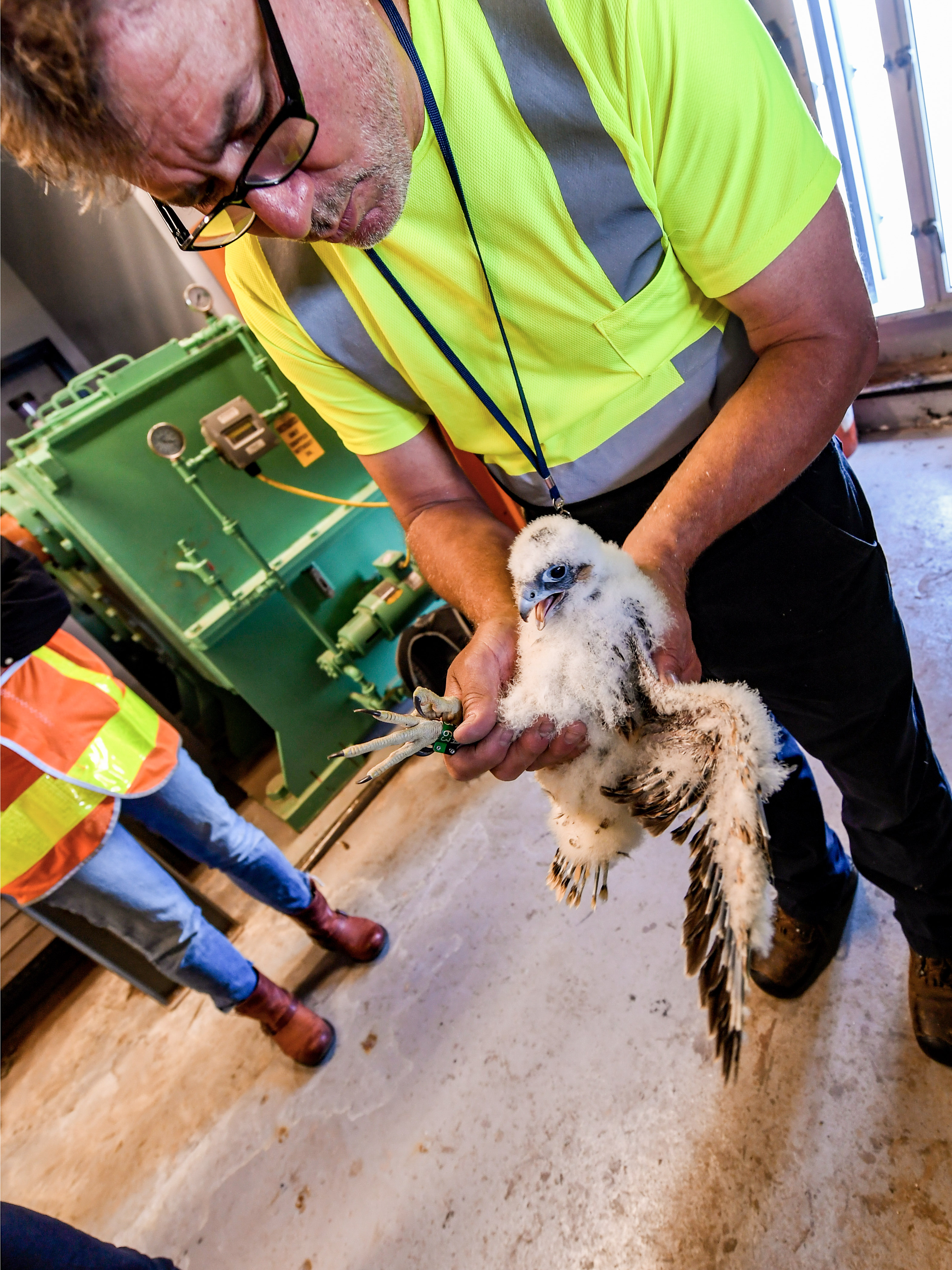 Under its mother’s watchful eye, a peregrine falcon chick is banded by NYC DEP Research Scientist Chris Nadareski atop the south tower of the Marine Parkway-Gil Hodges Memorial Bridge on Wednesday, June 15, 2022. The chick, named Tillie, appeared healthy.
